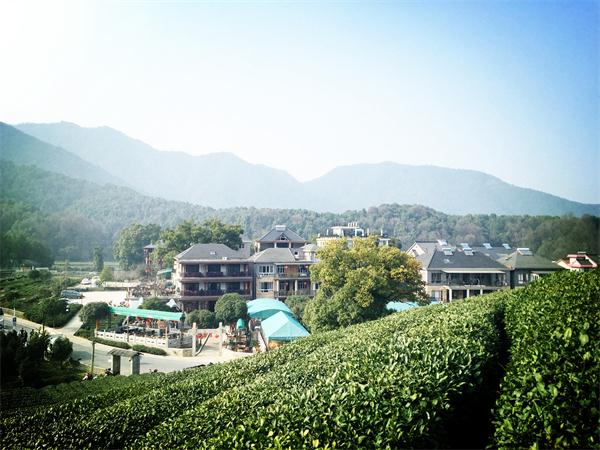 杜坞茶村4.jpg